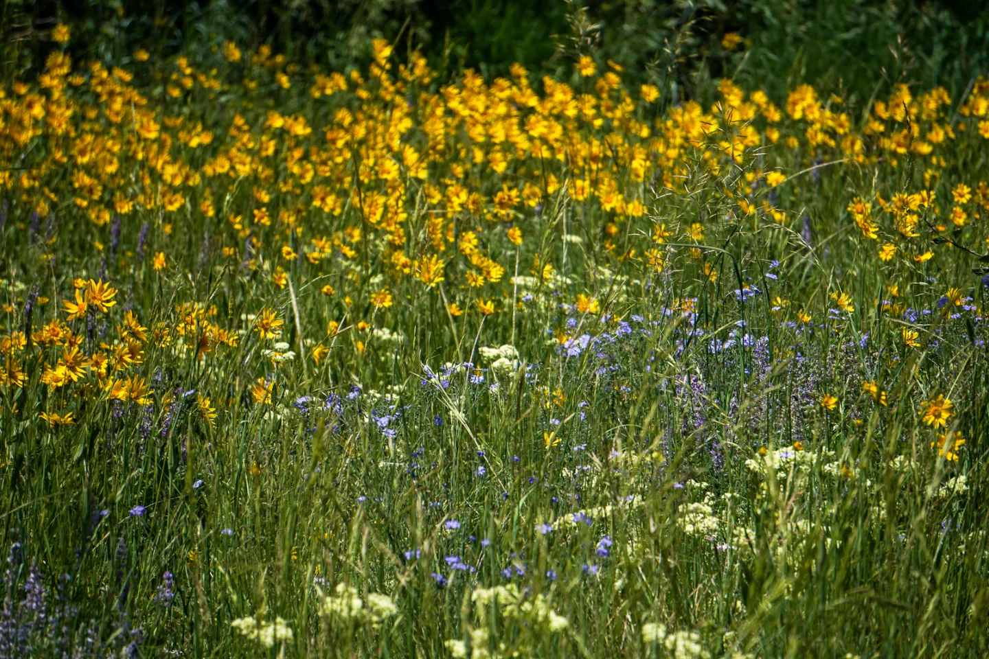 Wildflowers in bloom at the OFY camp meadow